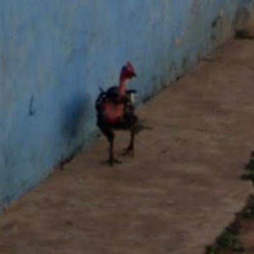 Chicken road españa in Spain